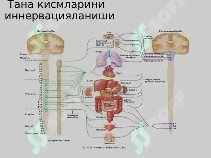 Вегетатив нерв тизими 7