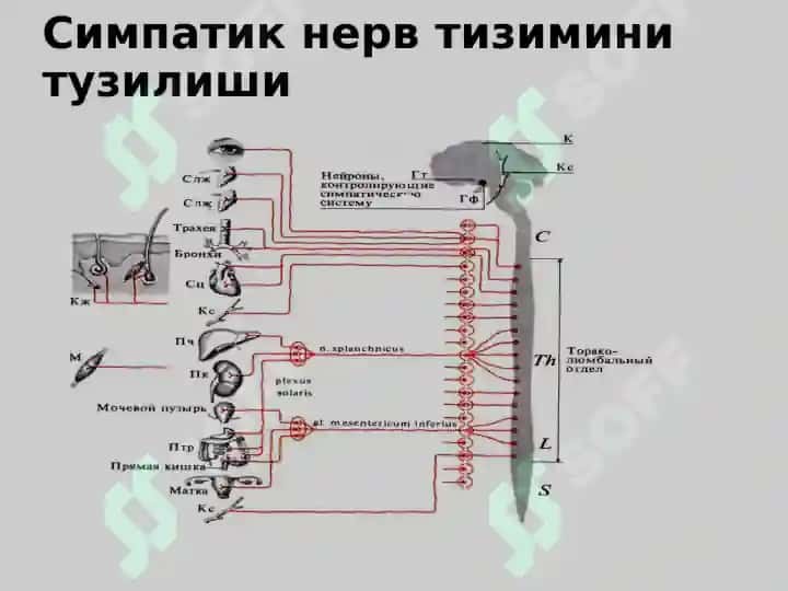 Вегетатив нерв тизими 8