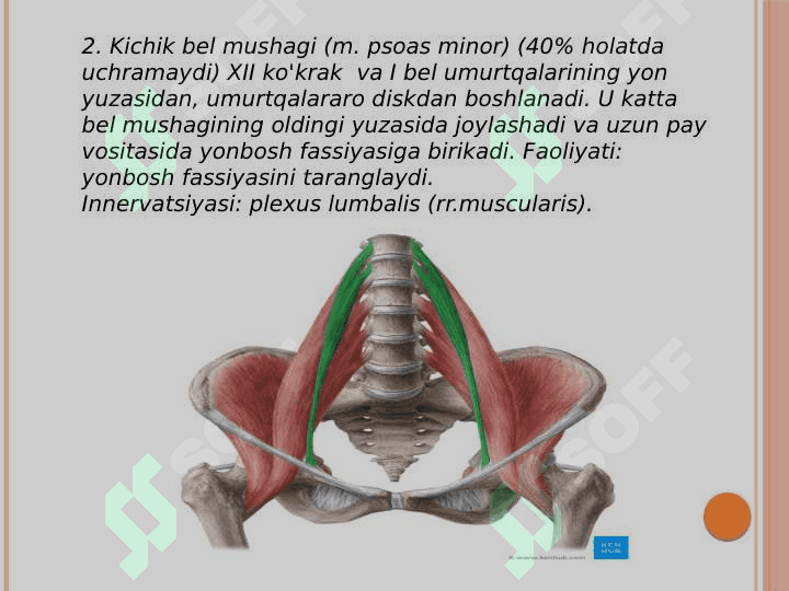 Oyoq mushaklari 5