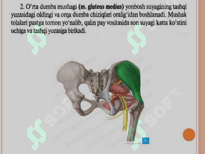Oyoq mushaklari 8