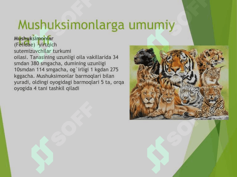 Mushuksimonlar oilasi,  ularga umumiy ta'rif 3