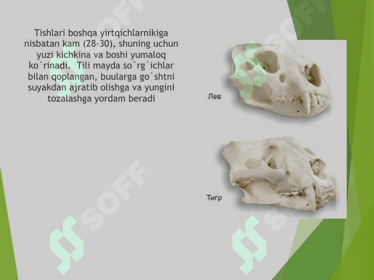 Mushuksimonlar oilasi,  ularga umumiy ta'rif 4