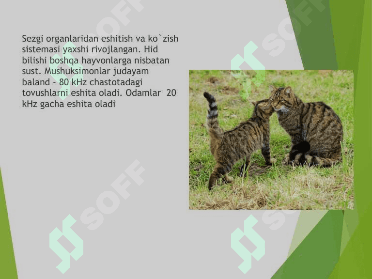 Mushuksimonlar oilasi,  ularga umumiy ta'rif 5