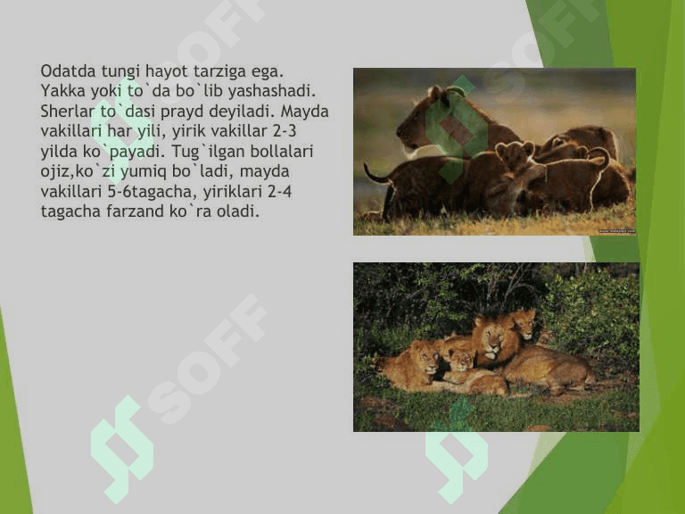 Mushuksimonlar oilasi,  ularga umumiy ta'rif 6