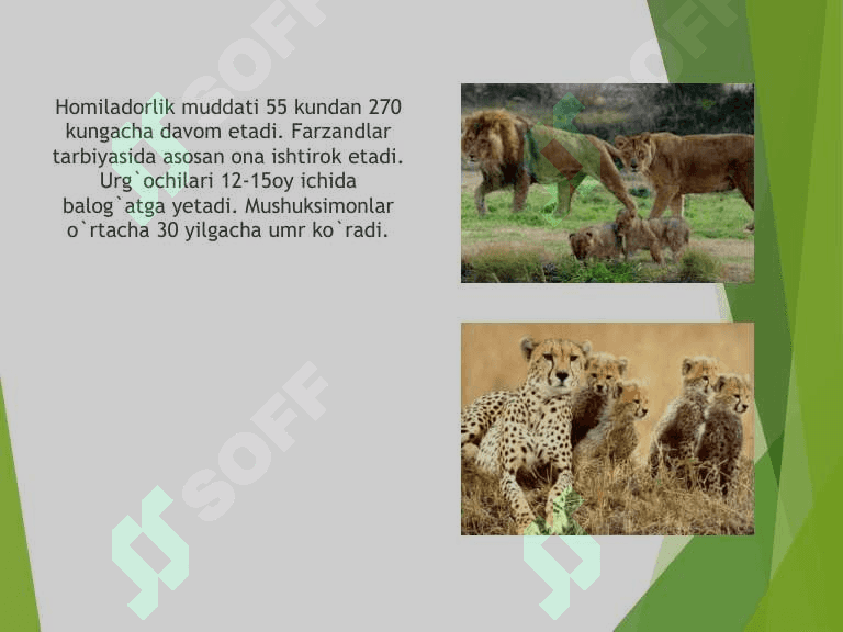 Mushuksimonlar oilasi,  ularga umumiy ta'rif 7