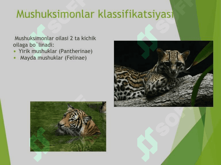 Mushuksimonlar oilasi,  ularga umumiy ta'rif 8