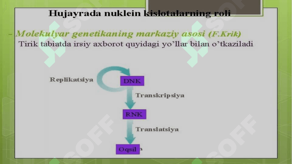 Nuklein kislotalar 4