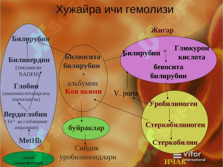 Gemolitik anemiya 8