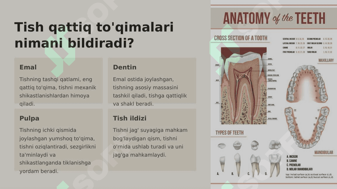 Tish qattiq  to'qimalarining  tuzilishi va  vazifalari. 2