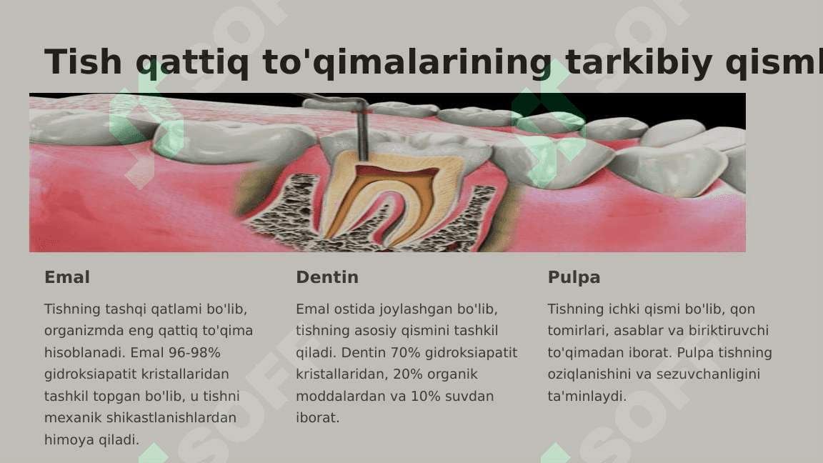 Tish qattiq  to'qimalarining  tuzilishi va  vazifalari. 4