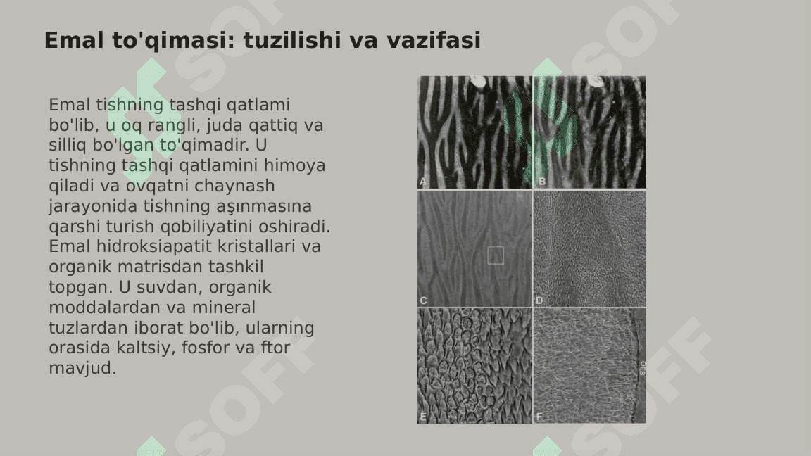 Tish qattiq  to'qimalarining  tuzilishi va  vazifalari. 5