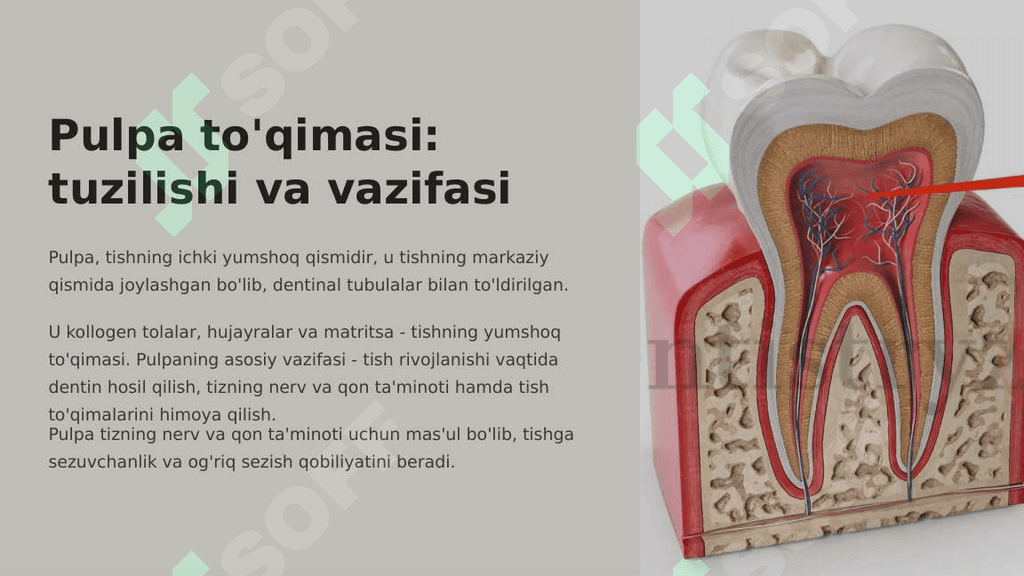 Tish qattiq  to'qimalarining  tuzilishi va  vazifalari. 7