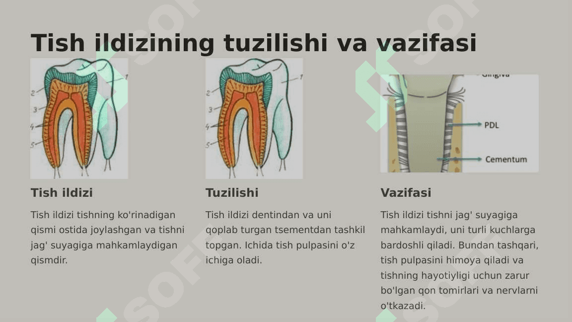 Tish qattiq  to'qimalarining  tuzilishi va  vazifalari. 8