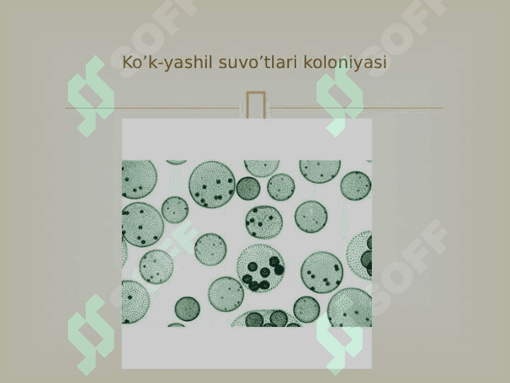 Prokariot va eukariot organizmlar 3