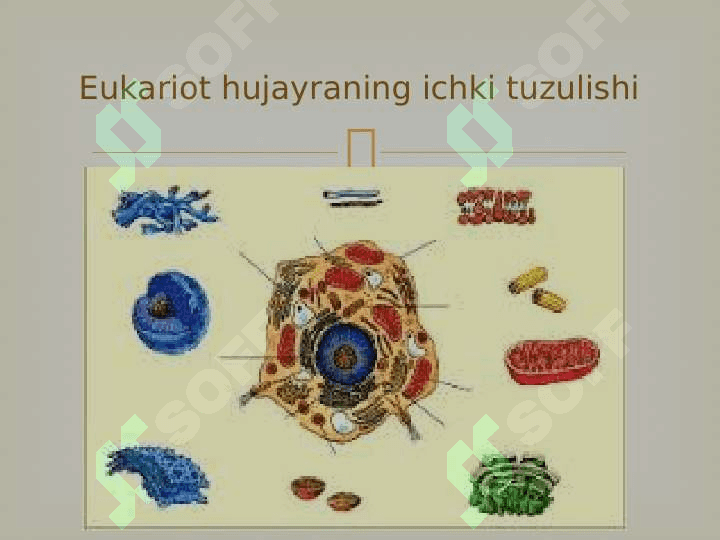 Prokariot va eukariot organizmlar 4