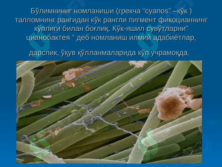 КЎК – ЯШИЛ СУВЎТЛАРИ-CHLOROPHYTA БЎЛИМИ 3