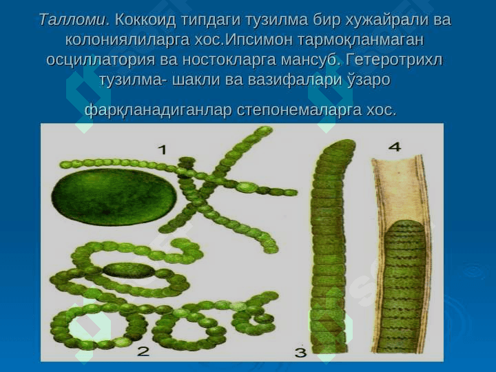 КЎК – ЯШИЛ СУВЎТЛАРИ-CHLOROPHYTA БЎЛИМИ 4