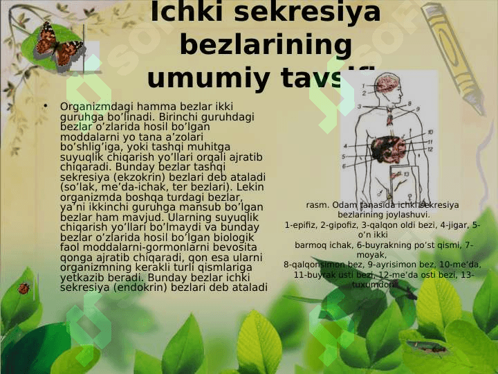 Ichki sekretsiya bezlari Gipotalamo-gipofiz tizimi Qalqonsimon bez va Qalqonsimon oldi bezlari Fiziologiyasi 3