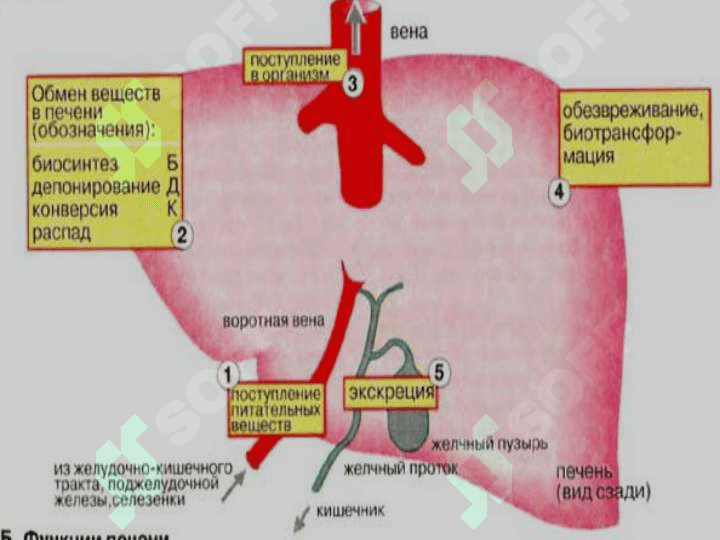jigar bioximyasi 4