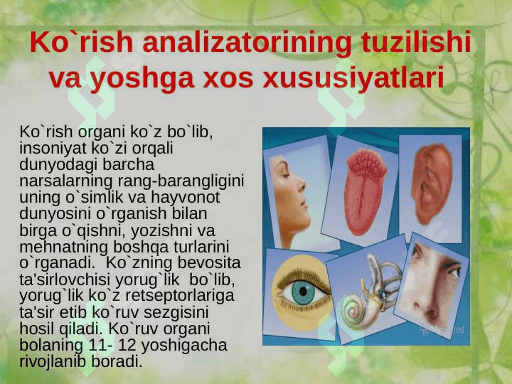 Ko'ruv analizatori 4