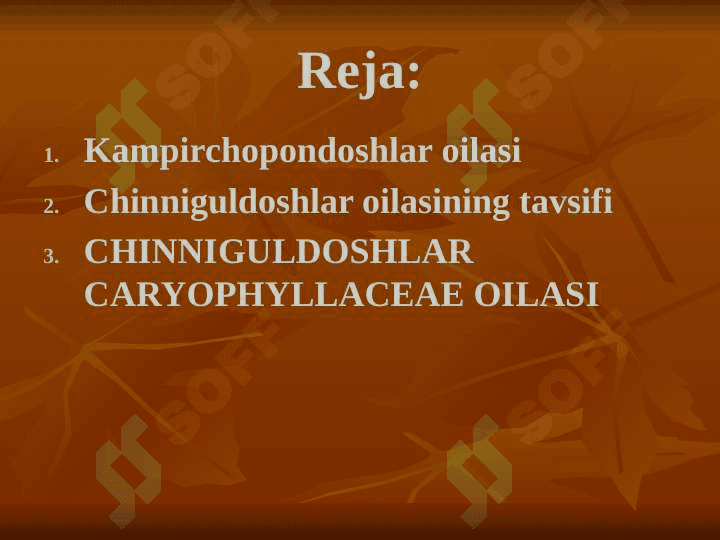 Kampirchopondoshlar va chinniguldoshlar oilasining tavsifi, tasnifi va ahamiyati 2