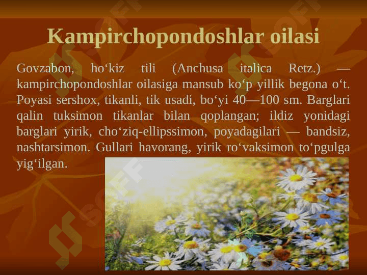 Kampirchopondoshlar va chinniguldoshlar oilasining tavsifi, tasnifi va ahamiyati 3