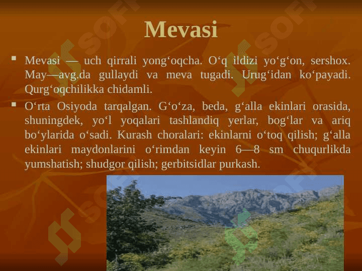 Kampirchopondoshlar va chinniguldoshlar oilasining tavsifi, tasnifi va ahamiyati 4