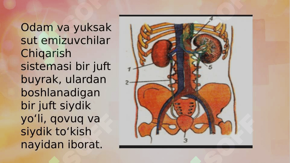 AYIRISH SISTEMASI 3
