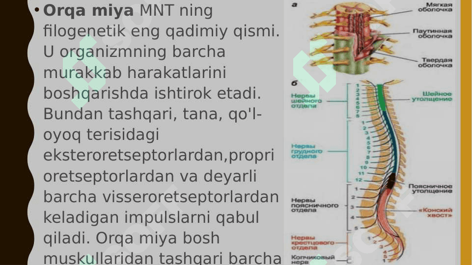 Orqa miyaning reflektor va oʻtkazuvchi yoʻl faoliyati, tekshirish usullari. Uzunchoq miya va oʻrta miya 2