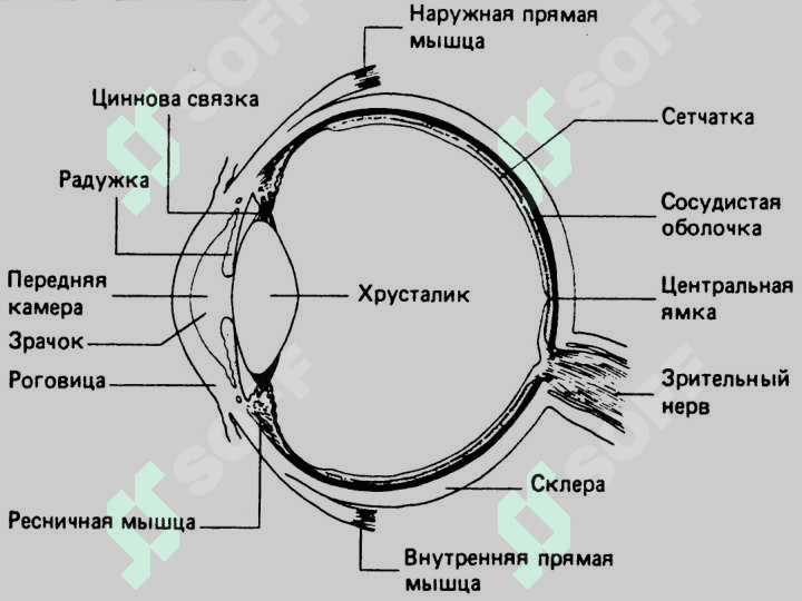 Fotoretsepsiyaning morfologik asoslari 3