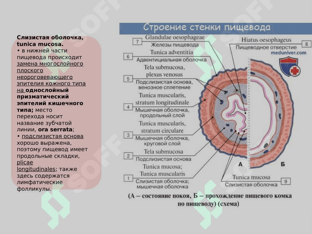 Пищеварительная система 7