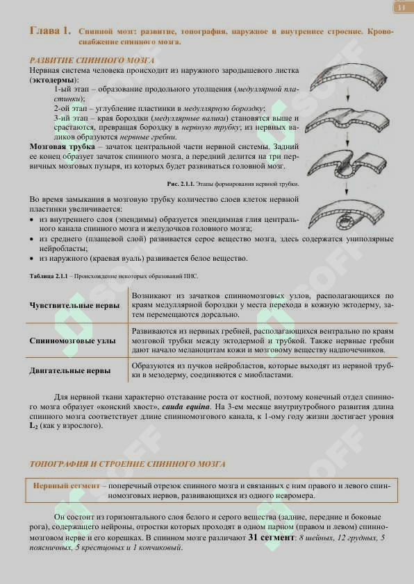 Спинной мозг 2