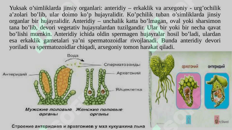 KIRISH BOTANIKA (YUKSAK O‘SIMLIKLAR SISTEMATIKASI). 5