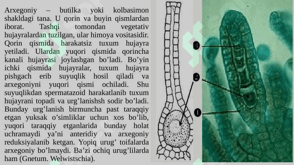 KIRISH BOTANIKA (YUKSAK O‘SIMLIKLAR SISTEMATIKASI). 6