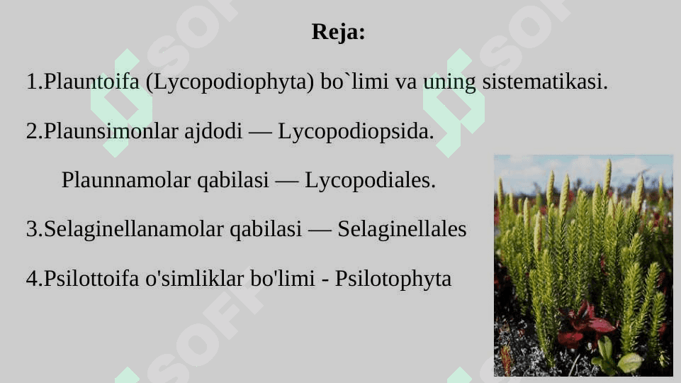PLAUNTOIFALAR (LYCOPODIOPHYTA) 2