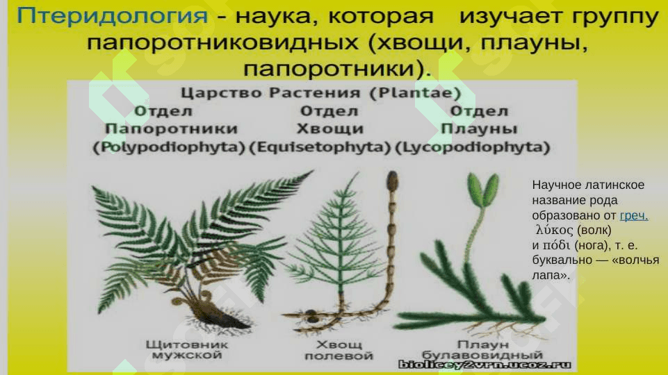 PLAUNTOIFALAR (LYCOPODIOPHYTA) 4