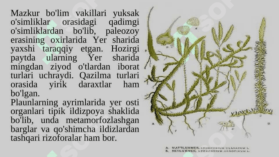 PLAUNTOIFALAR (LYCOPODIOPHYTA) 5