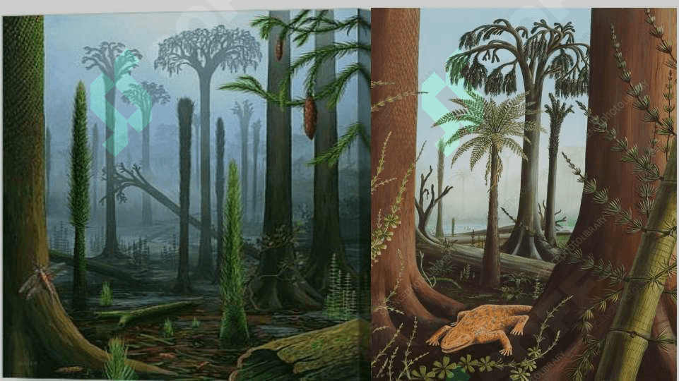 PLAUNTOIFALAR (LYCOPODIOPHYTA) 6