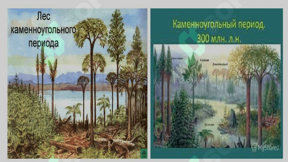 PLAUNTOIFALAR (LYCOPODIOPHYTA) 7