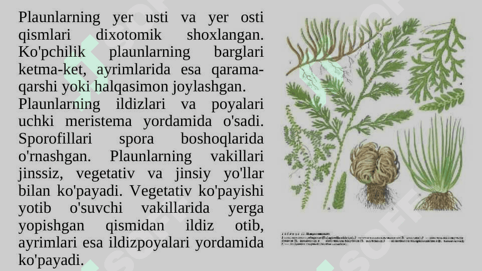 PLAUNTOIFALAR (LYCOPODIOPHYTA) 8