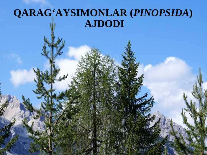 QARAG‘AYSIMONLAR (PINOPSIDA)  AJDODI