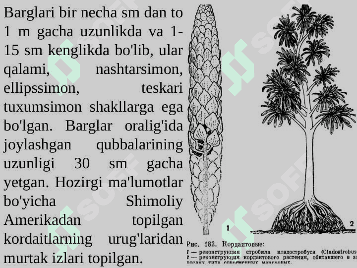 QARAG‘AYSIMONLAR (PINOPSIDA)  AJDODI 6