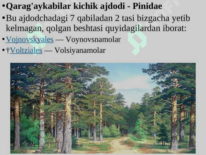 QARAG‘AYSIMONLAR (PINOPSIDA)  AJDODI 7