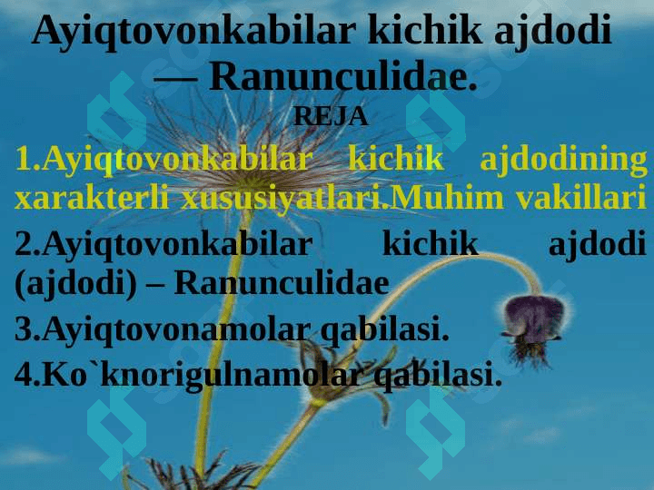 Ayiqtovonkabilar kichik ajdodi — Ranunculidae. 2