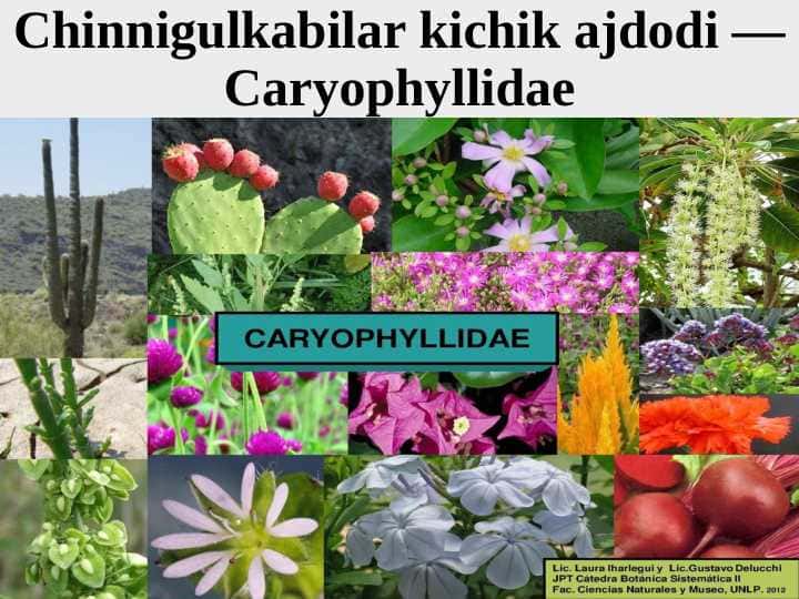 Chinnigulkabilar kichik ajdodi — Caryophyllidae