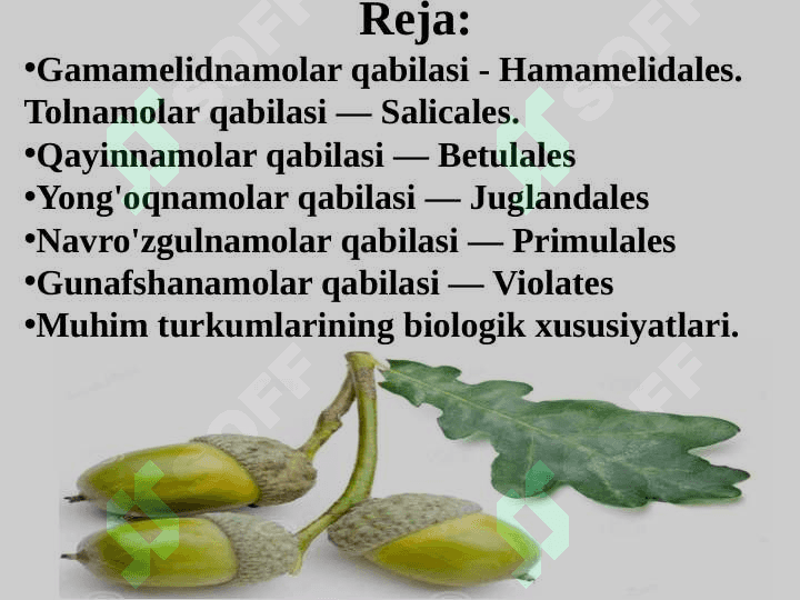 Gamamelidkabilar kichik ajdodi (sinfi) — Hamamelididae 2