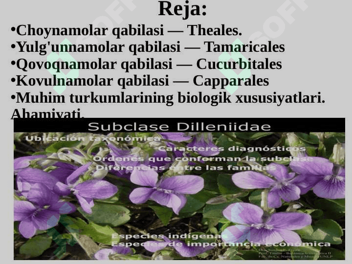 DILLENIYAKABILAR KICHIK AJDODI — DILLENIDAE 2