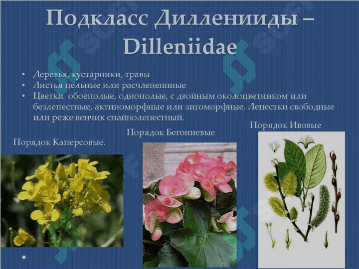 DILLENIYAKABILAR KICHIK AJDODI — DILLENIDAE 4