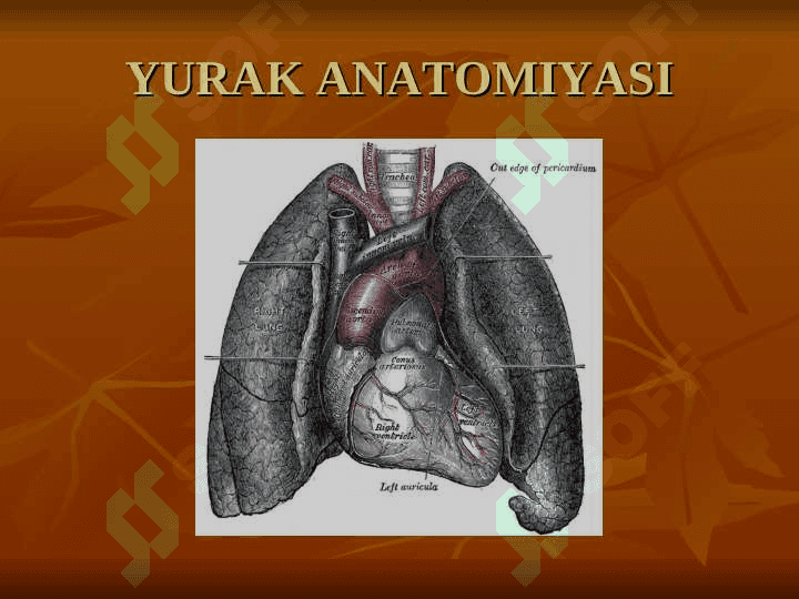 Yurak anatomiyasi 3