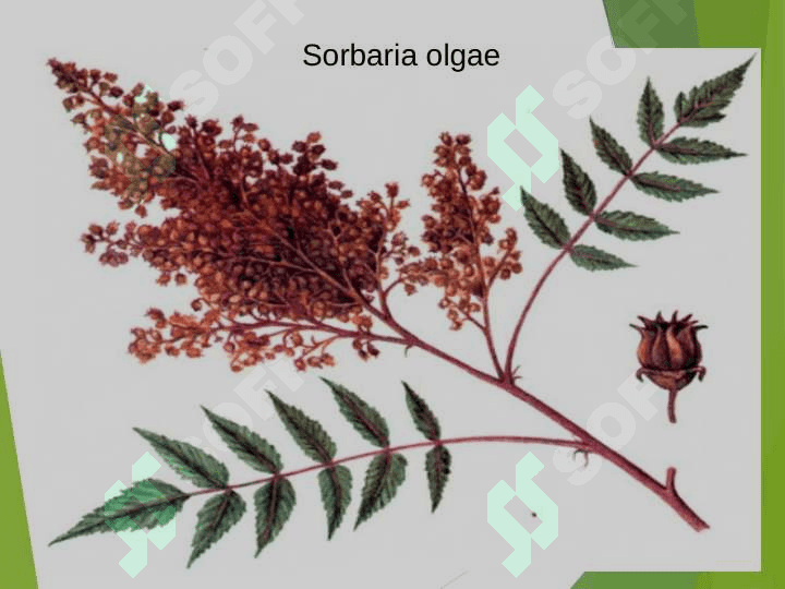 ATIRGULDOSHLAR OILASI. 6